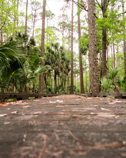 Florida - Best Places to Visit: St. Marks National Wildlife Refuge