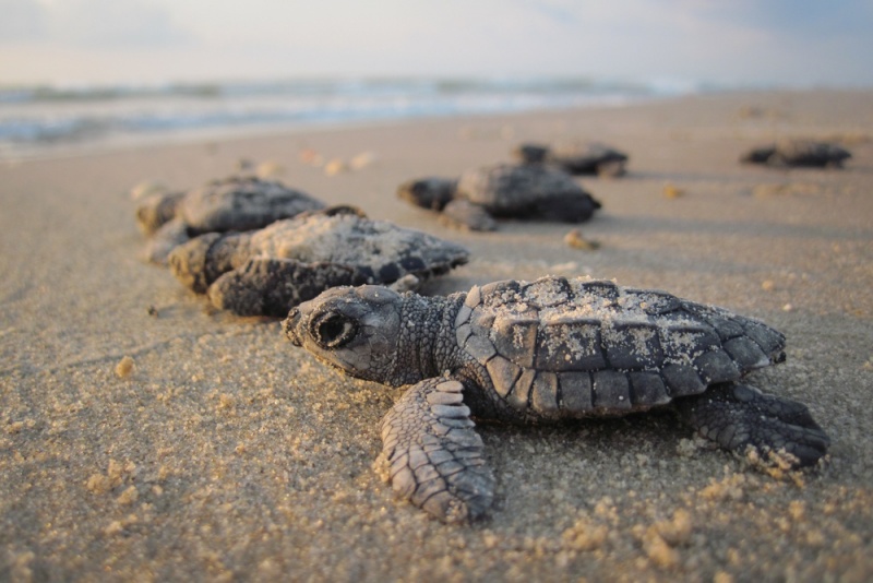 Florida - Best Things to do: Sea Baby Sea Turtles Hatch