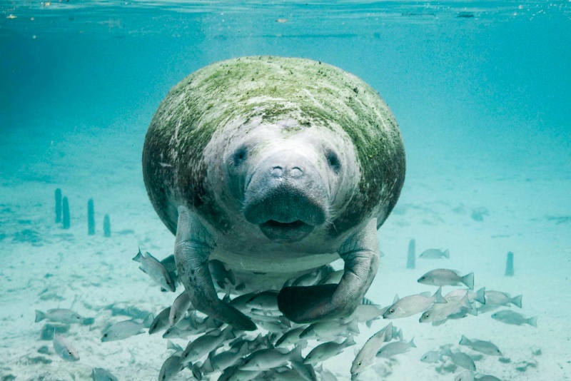 Florida - Best Things to do: Swim with Manatees in Crystal River