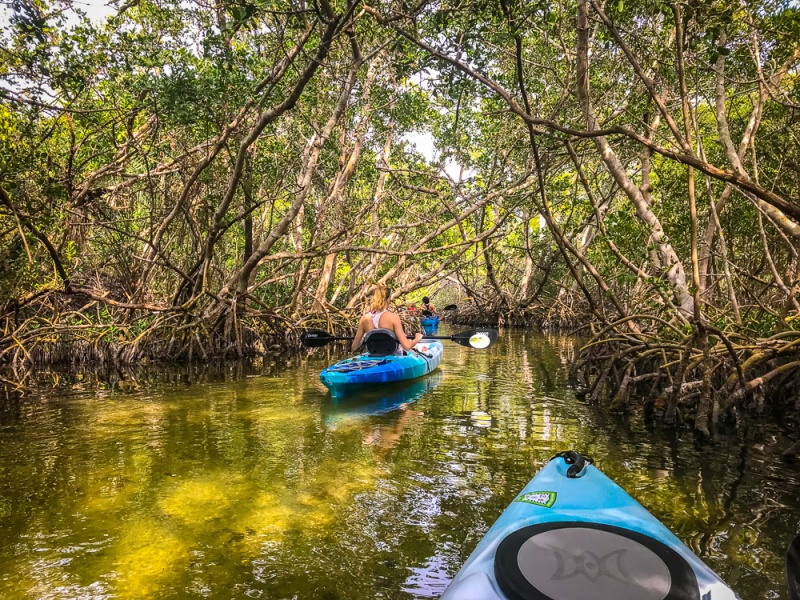 Florida - Best Things to See: Kayak Through Mangroves in Sarasota