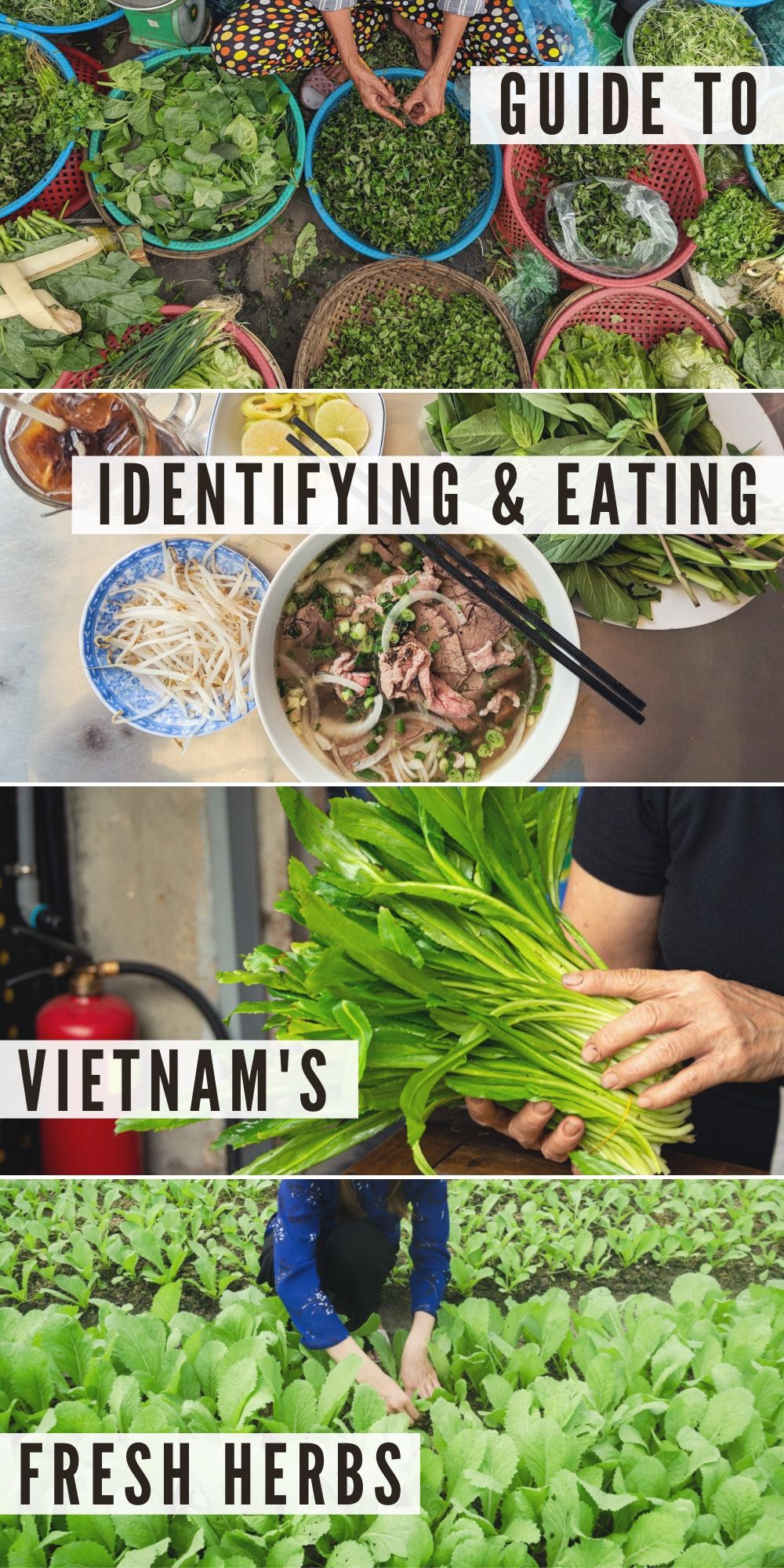 Guide to Vietnamese Herbs: Identifying & Eating