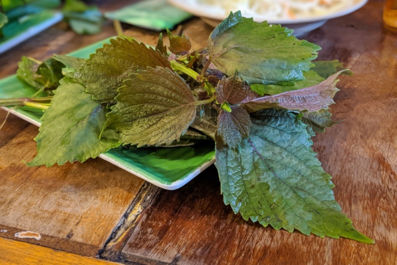 Herbs in Vietnam: Vietnamese Perilla (Tiá Tô)
