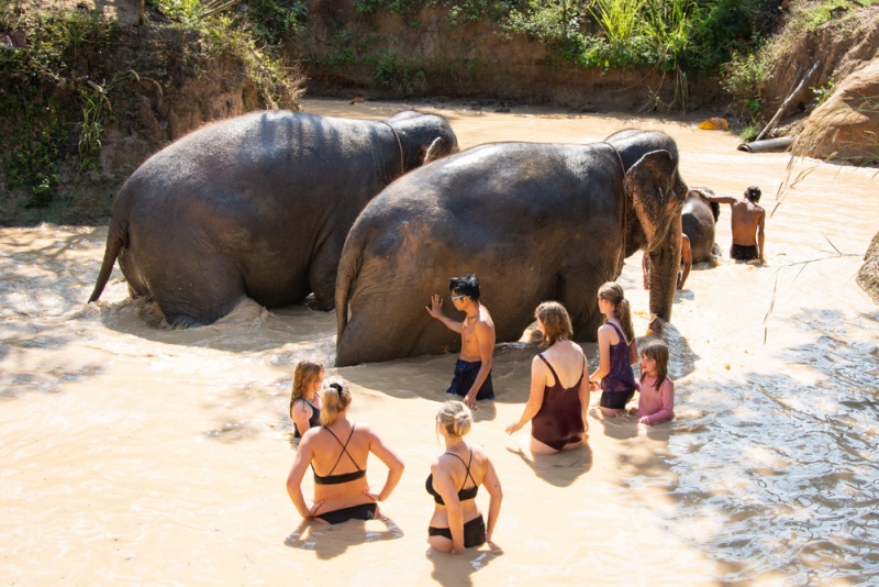 Best Elephant Sanctuary in Chiang Mai: Maerim Elephant Sanctuary