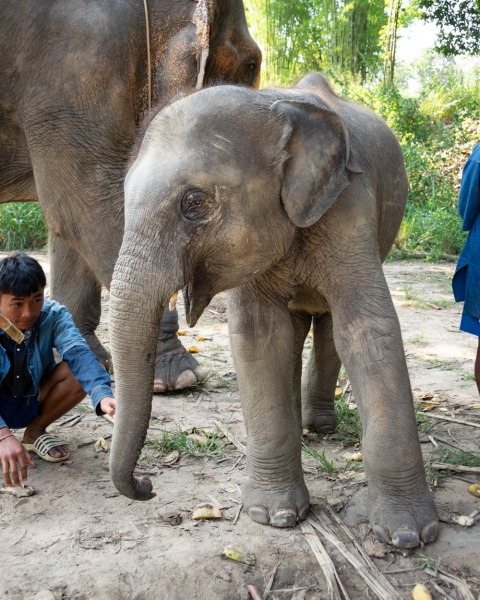 No Ride, No Hook Elephant Sanctuary in Chiang Mai, Thailand: Maerime Elephant Sanctuary