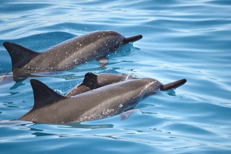 What to do on Oahu, Hawaii - The Best Tours & Excursions: Swimming with Dolphins