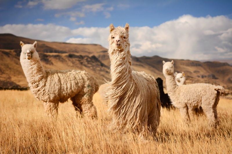 Best Things to see in Peru Besides Machu Picchu: Llamas