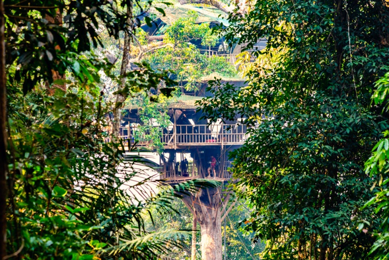 Best Places to Visit in Laos: Gibbon Experience, Bokeo Nature Reserve