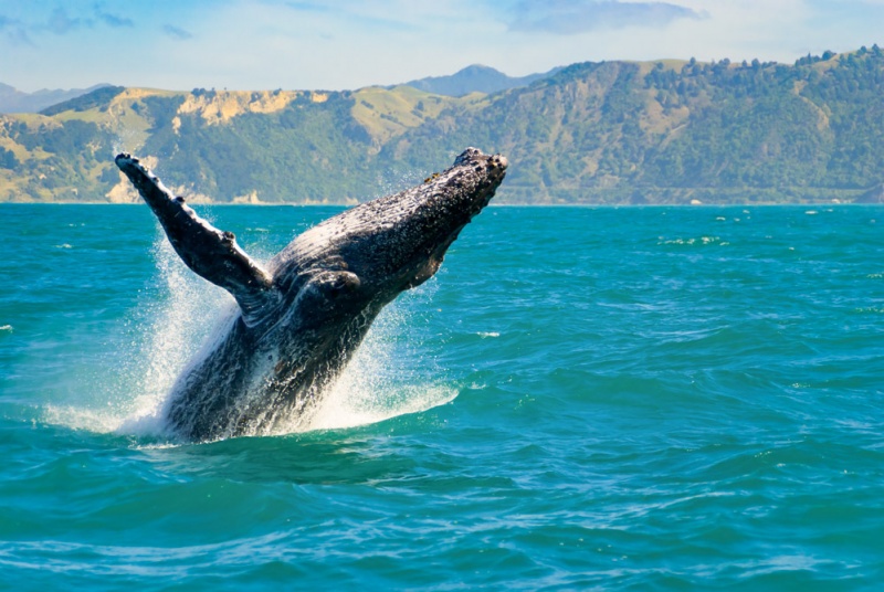 Maui on a Budget - Cheap Things to do: Whale Watching Tour