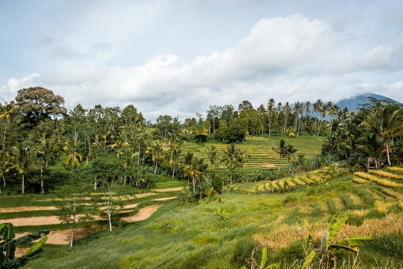Munduk, Bali - Things to do: Rice Terraces