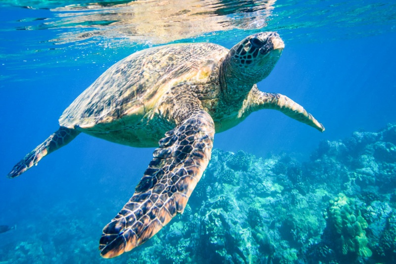 Lahaina Airbnbs & Vacation Rentals, Maui, Hawaii: Sea Turtle