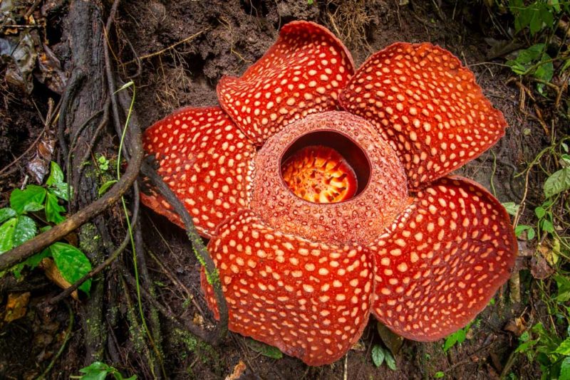 Khao Sok National Park, Thailand: Rafflesia Flower