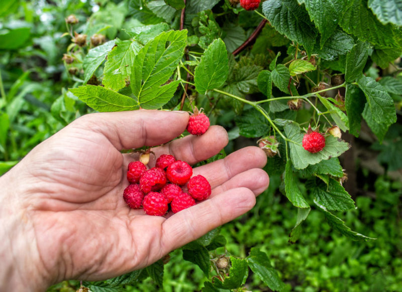 Portland Social Distancing: Berry Picking