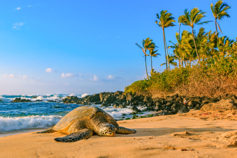 Airbnbs North Shore, Oahu, Hawaii Vacation Homes & Short-Term Rentals