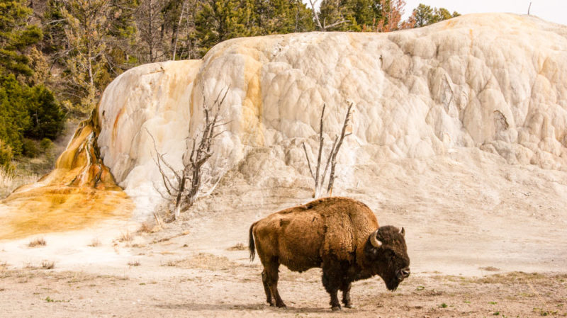 Why Stay in an Airbnb in Yellowstone National Park