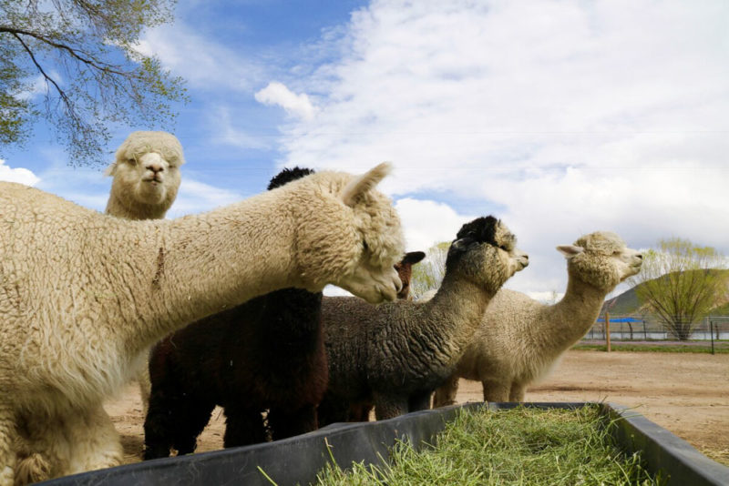 Best Aspen Airbnbs & Vacation Rentals: Alpaca Farm Tiny House