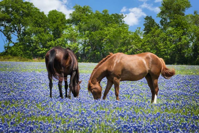 Best Things to do in Texas: Bluebonnets on the Willow City Loop