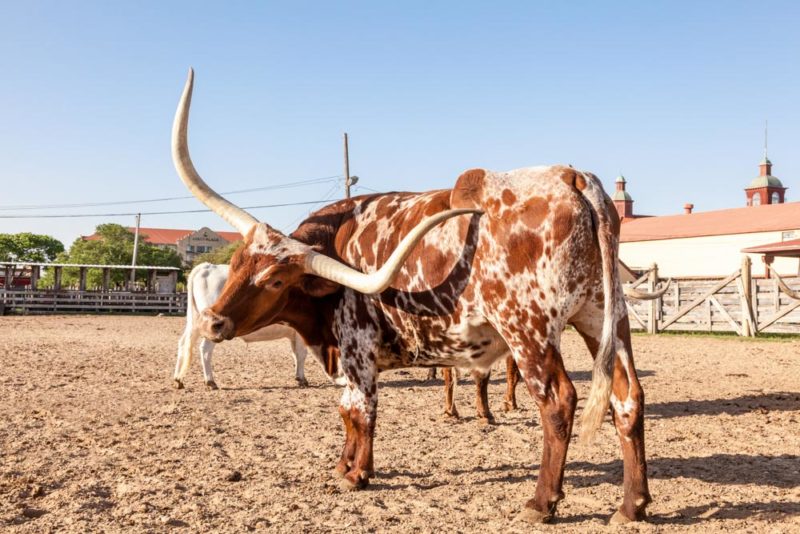 Best Things to do in Texas: Fort Worth Stockyards