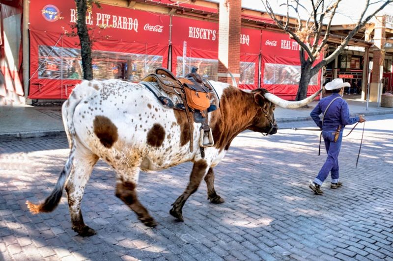 Cool Things To Do in Texas: Fort Worth Stockyards