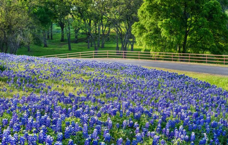 Unique Things to do in Texas: Bluebonnets on the Willow City Loop