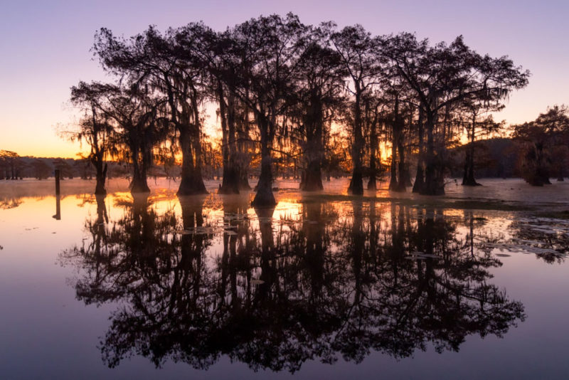 Unique Things To Do in Texas: Caddo Lake State Park