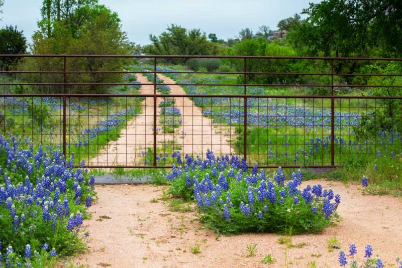 What to do in Texas: Bluebonnets on the Willow City Loop