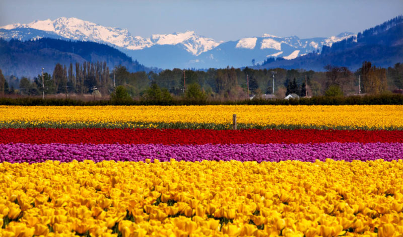 Must See Things in Washington: Skagit Valley Tulip Festival