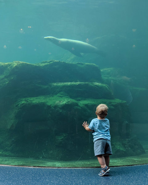 Best Things to do in South Carolina: Riverbanks Zoo and Gardens