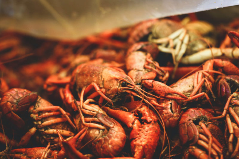 Cool Things to do in New Orleans, Louisiana: Crawfish
