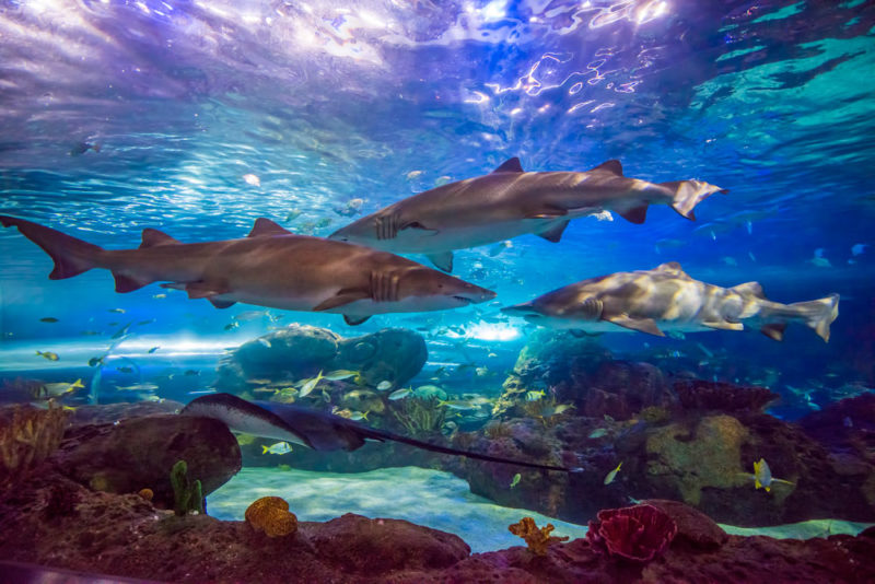 Cool Things to do in South Carolina: Ripley's Aquarium Myrtle Beach