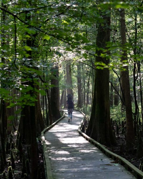 Must Do Things in South Carolina: Congaree National Park