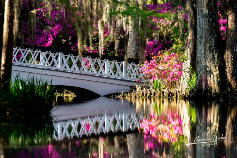 Must Do Things in South Carolina: Magnolia Plantation and Gardens