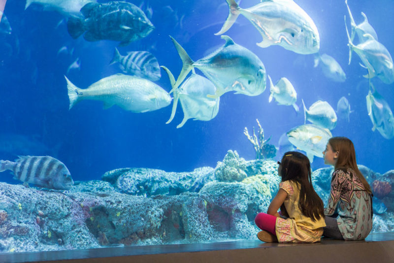 South Carolina Things To Do: South Carolina Aquarium