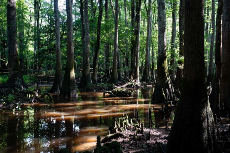 What to do in South Carolina: Congaree National Park