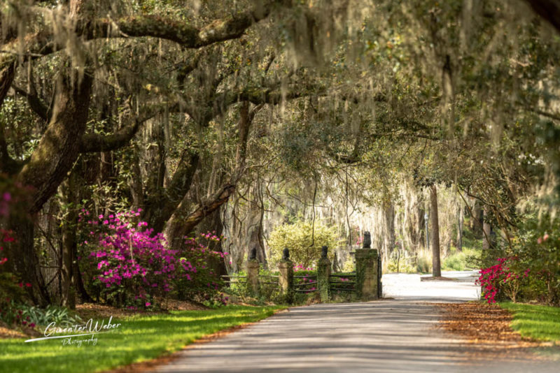 What to do in South Carolina: Magnolia Plantation and Gardens