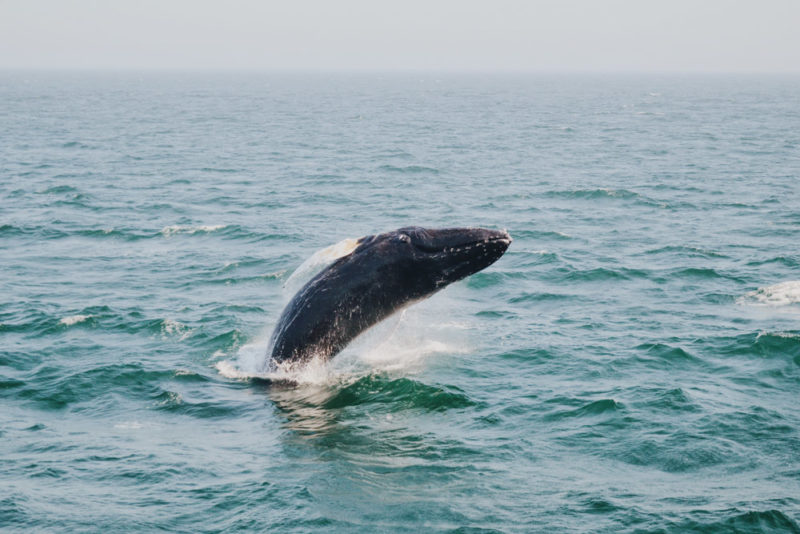 Fun Things to do in Maine: Whale Watching