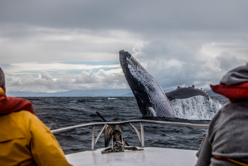 Maine Bucket List: Whale Watching