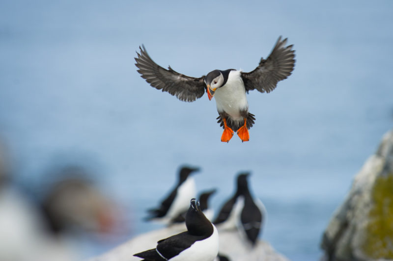Must do things in Maine: Puffin