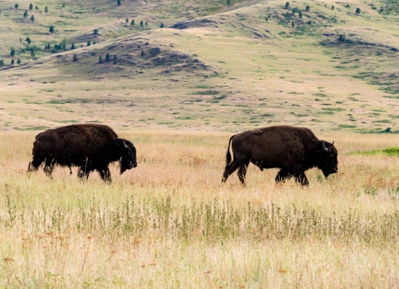 Must do Things in Montana: National Bison Range