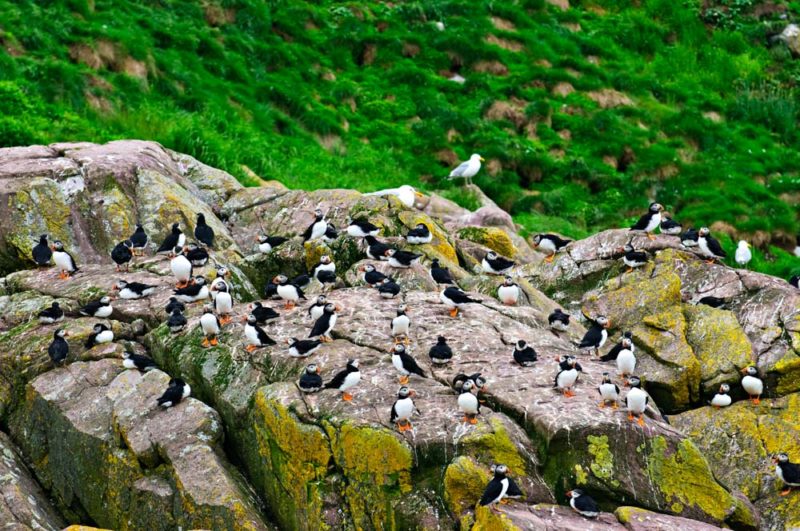 What to do in Maine: Puffin