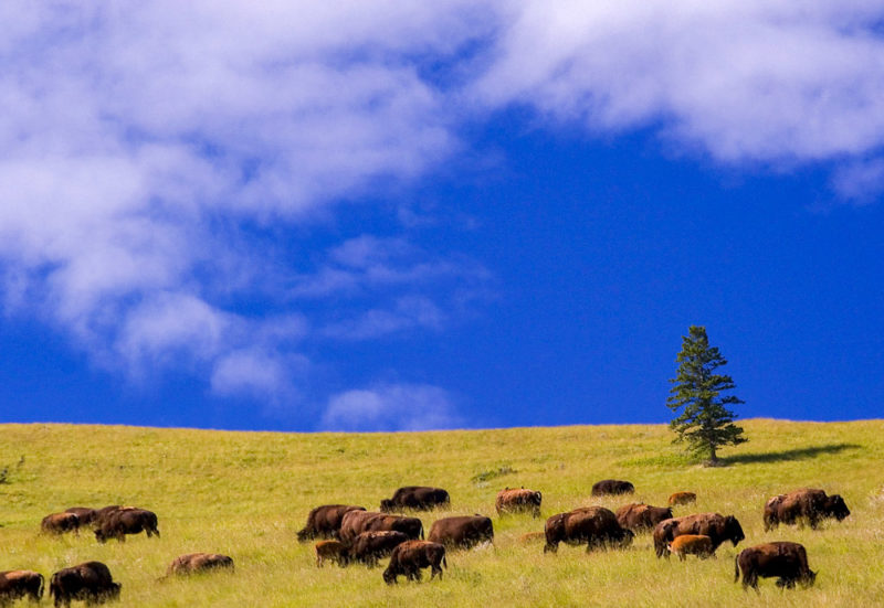 What to do in Montana: National Bison Range