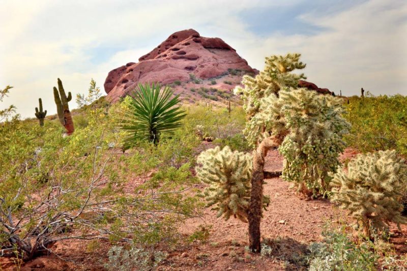 Arizona Things to do: Desert Botanical Garden