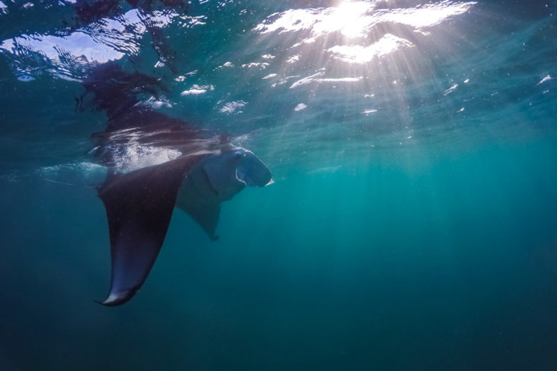 Hawaii Things to do: Snorkeling with Manta Rays on the Big Island