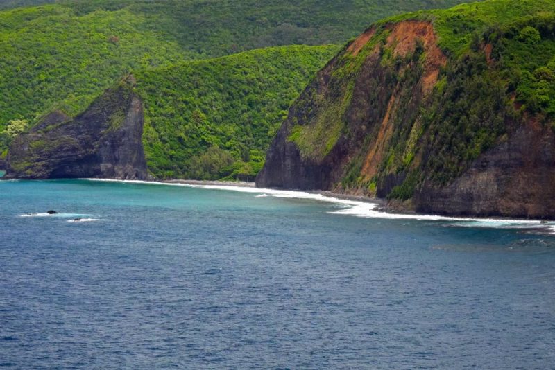 Hawaii’s Big Island Things to do: Whale Watching in Winter