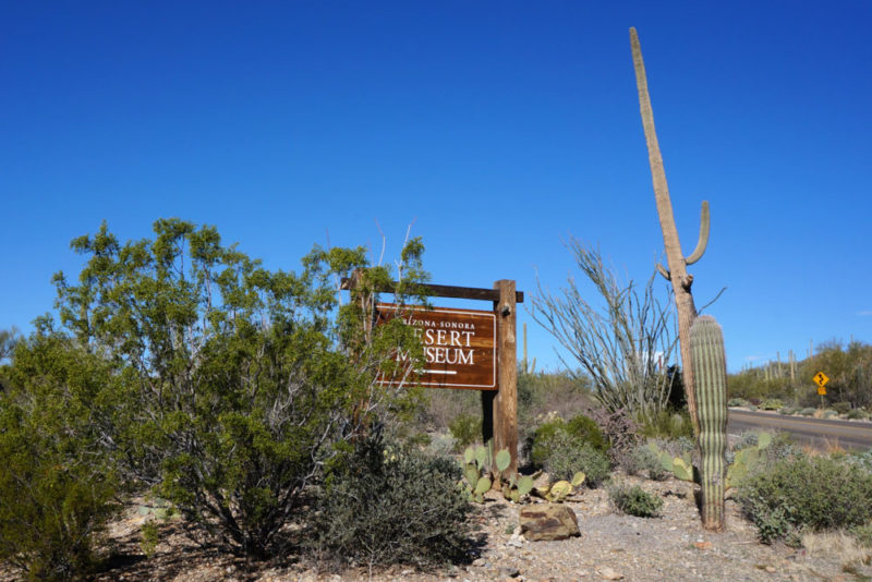 Best Things to do in Arizona: Arizona-Sonora Desert Museum
