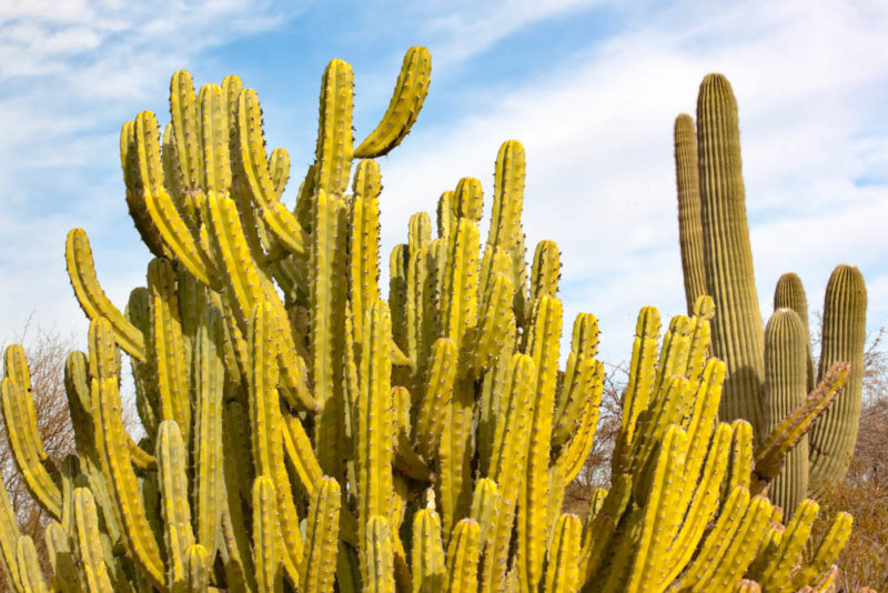 Best Things to do in Arizona: Desert Botanical Garden