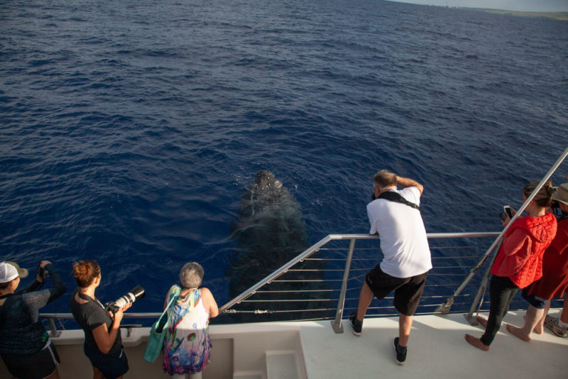 Best Things to do in Hawaii: Humpback Whales on Maui
