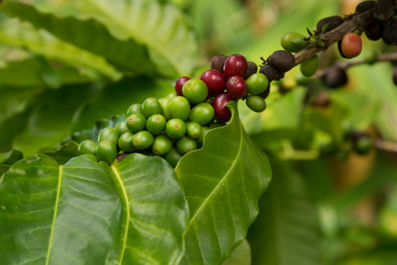 Best Things to do on Hawaii’s Big Island: Coffee Tasting in Kona