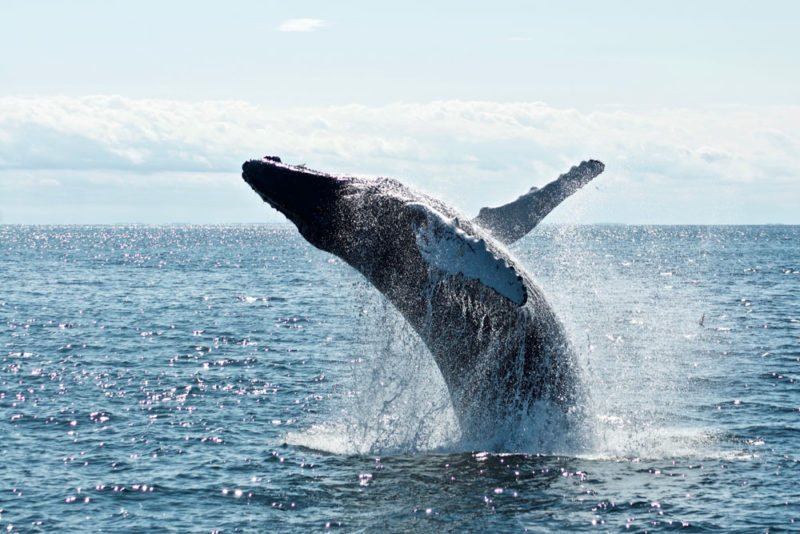 Best Things to do on Hawaii’s Big Island: Whale Watching in Winter