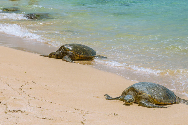 Best Things to do on Oahu: Green Sea Turtles at Laniakea Beach