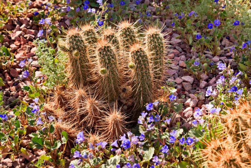 Cool Things to do in Arizona: Desert Botanical Garden